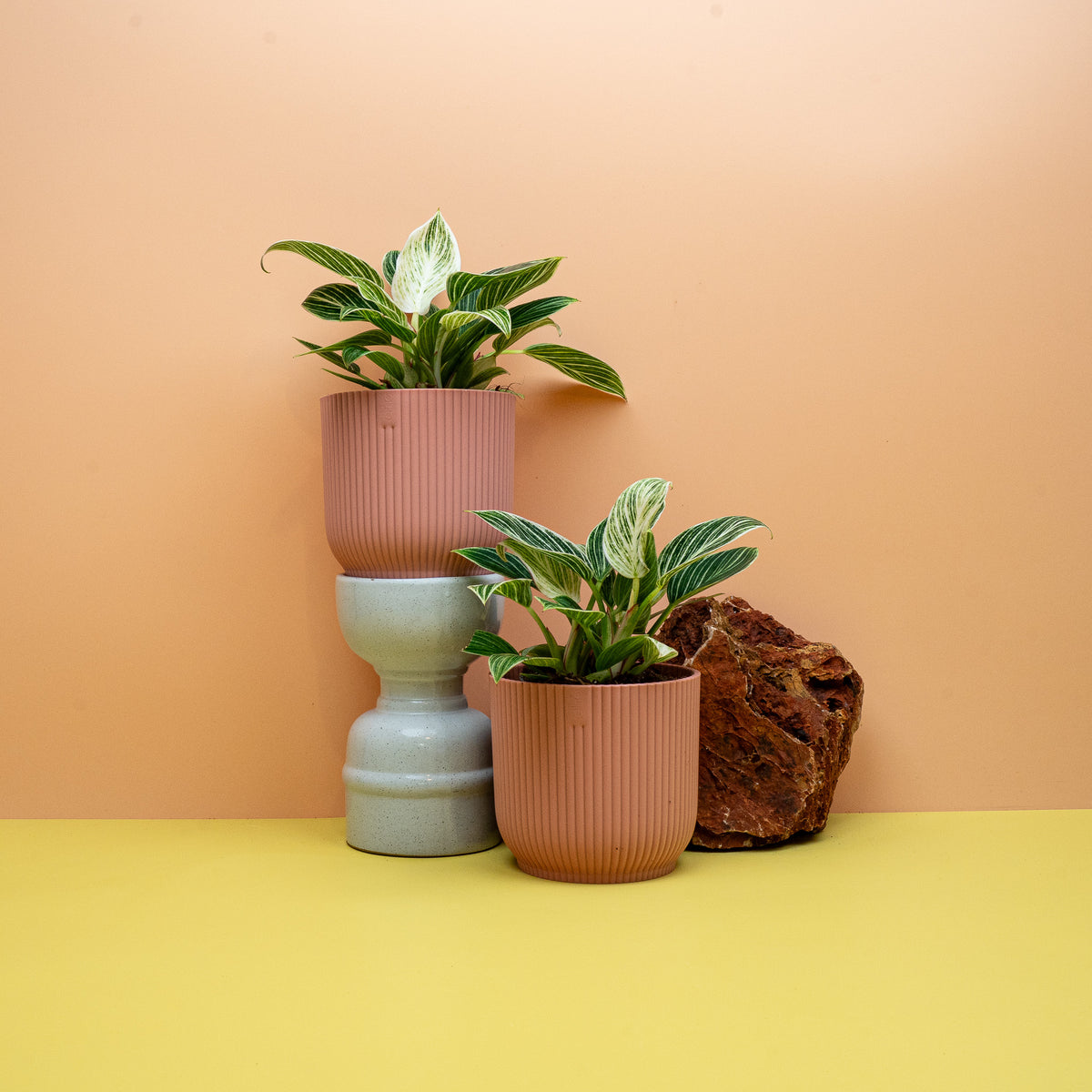 PHILODENDRON BIRKIN