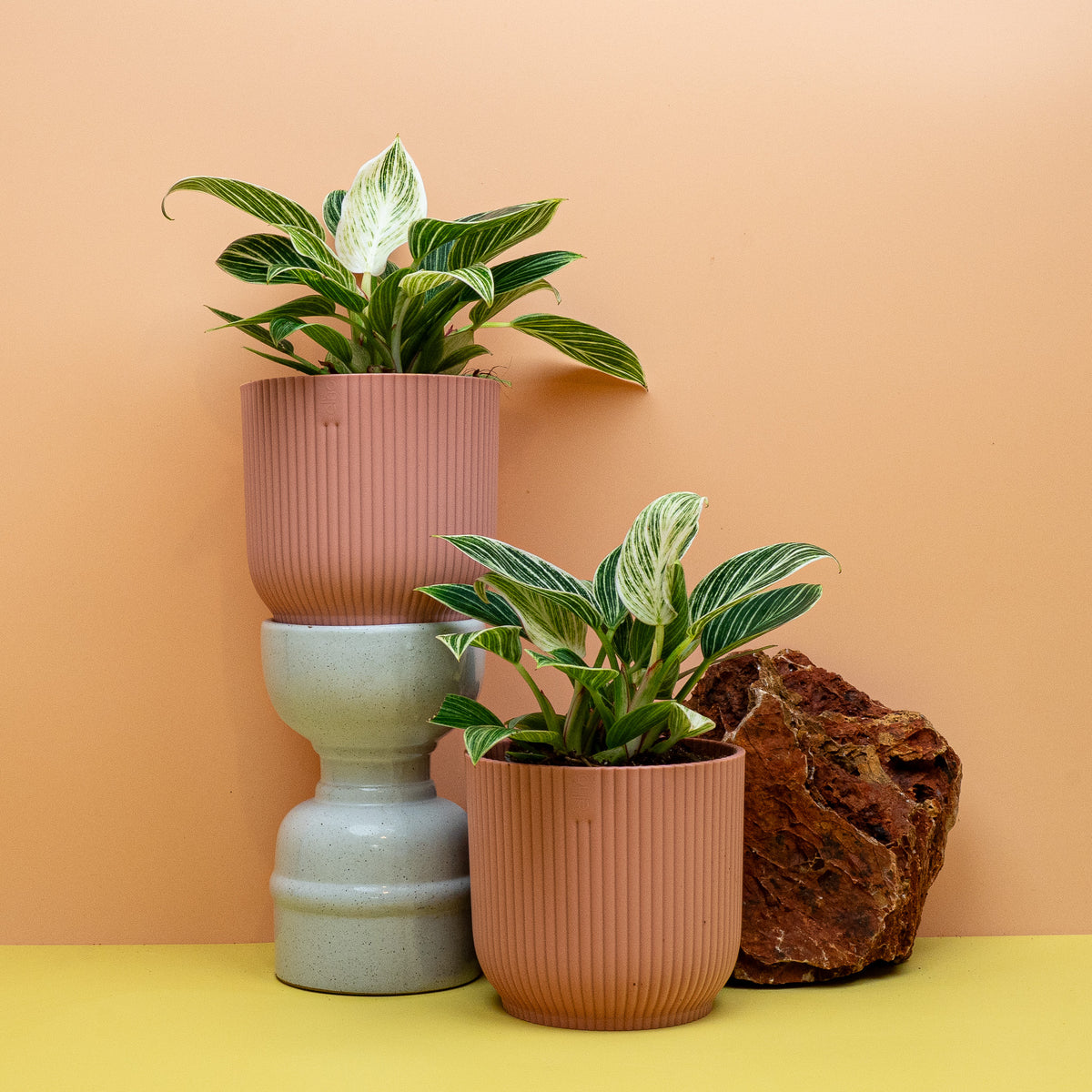 PHILODENDRON BIRKIN