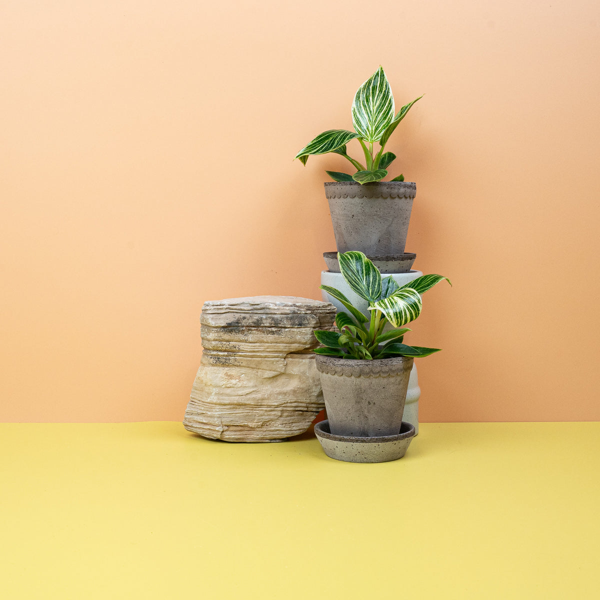 PHILODENDRON BIRKIN