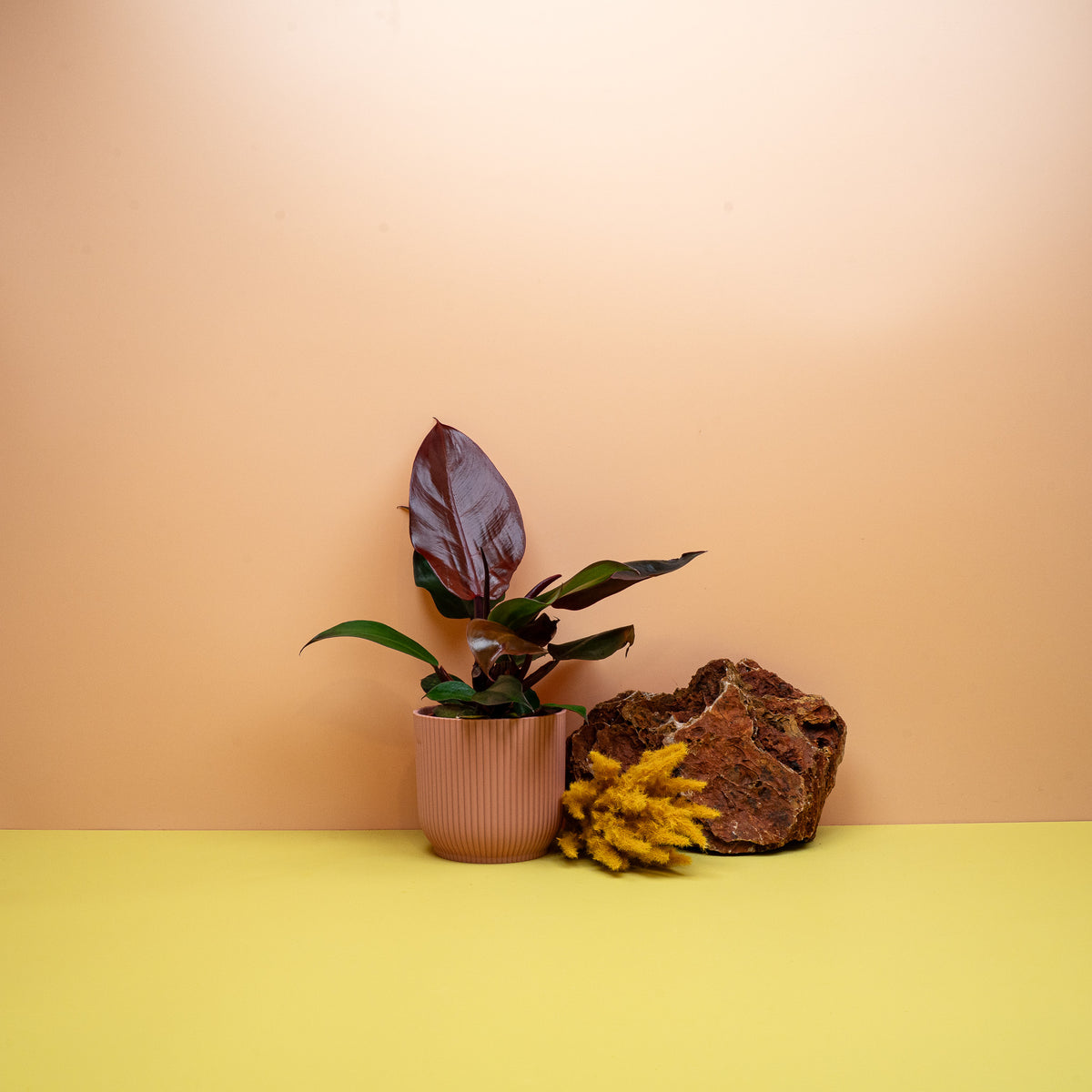 PHILODENDRON CHERRY RED