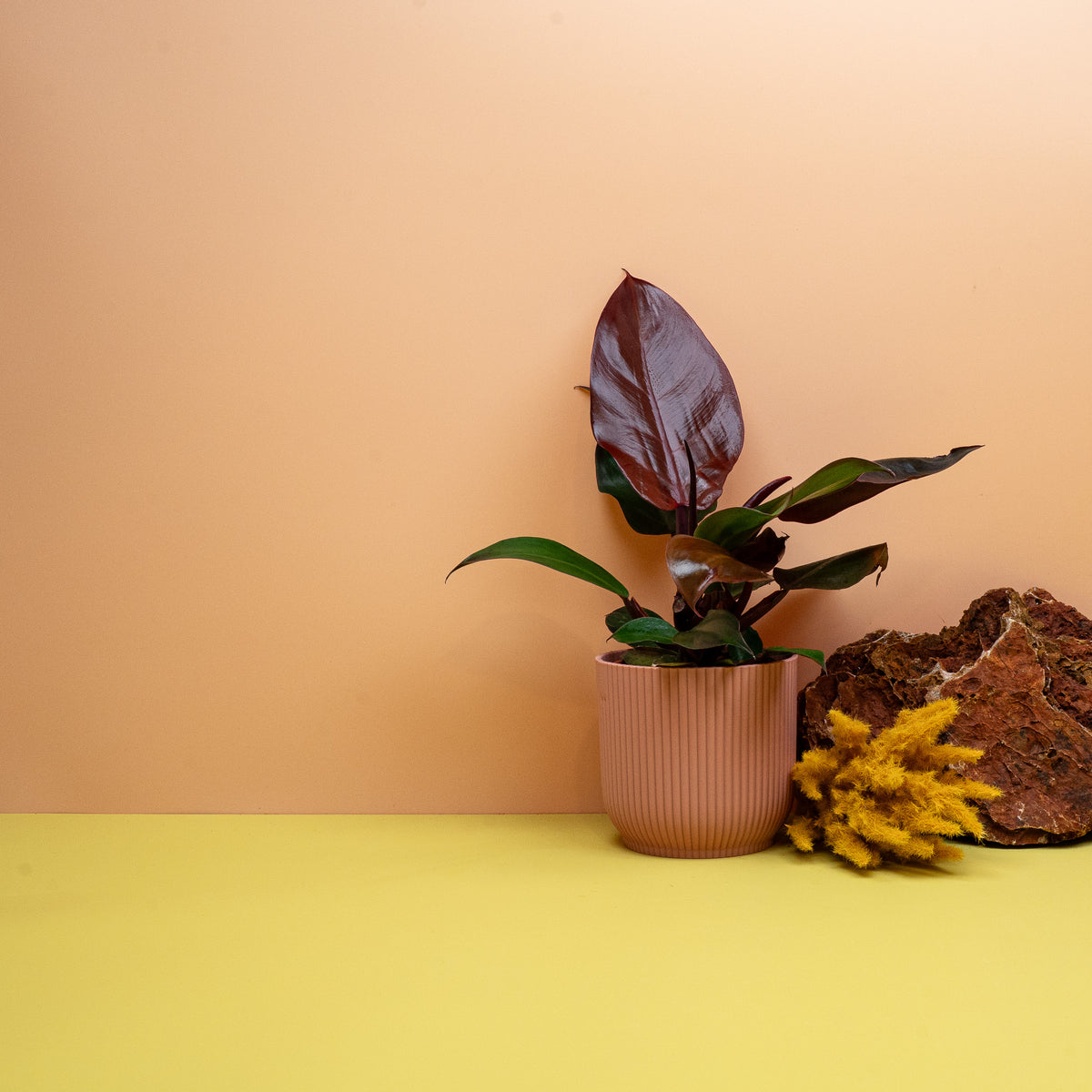 PHILODENDRON CHERRY RED