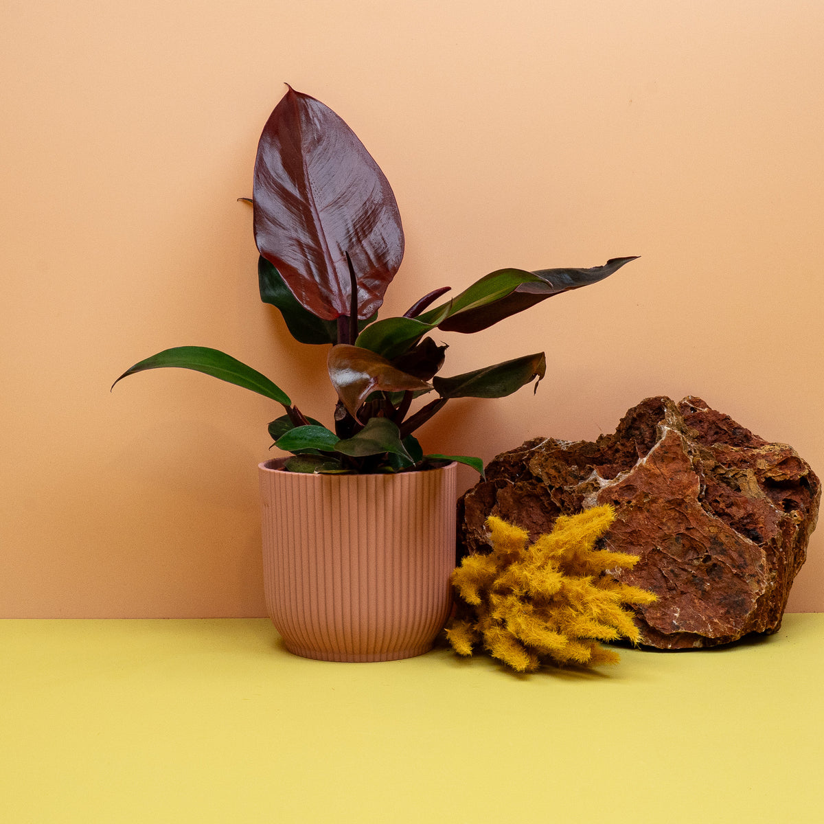 PHILODENDRON CHERRY RED