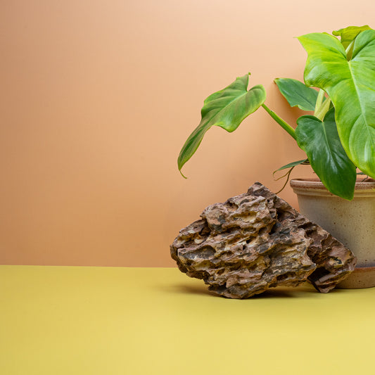 Philodendron Golden Violin mit geigenförmigen, gelbgrünen Blättern im 12-cm-Topf – potflourri