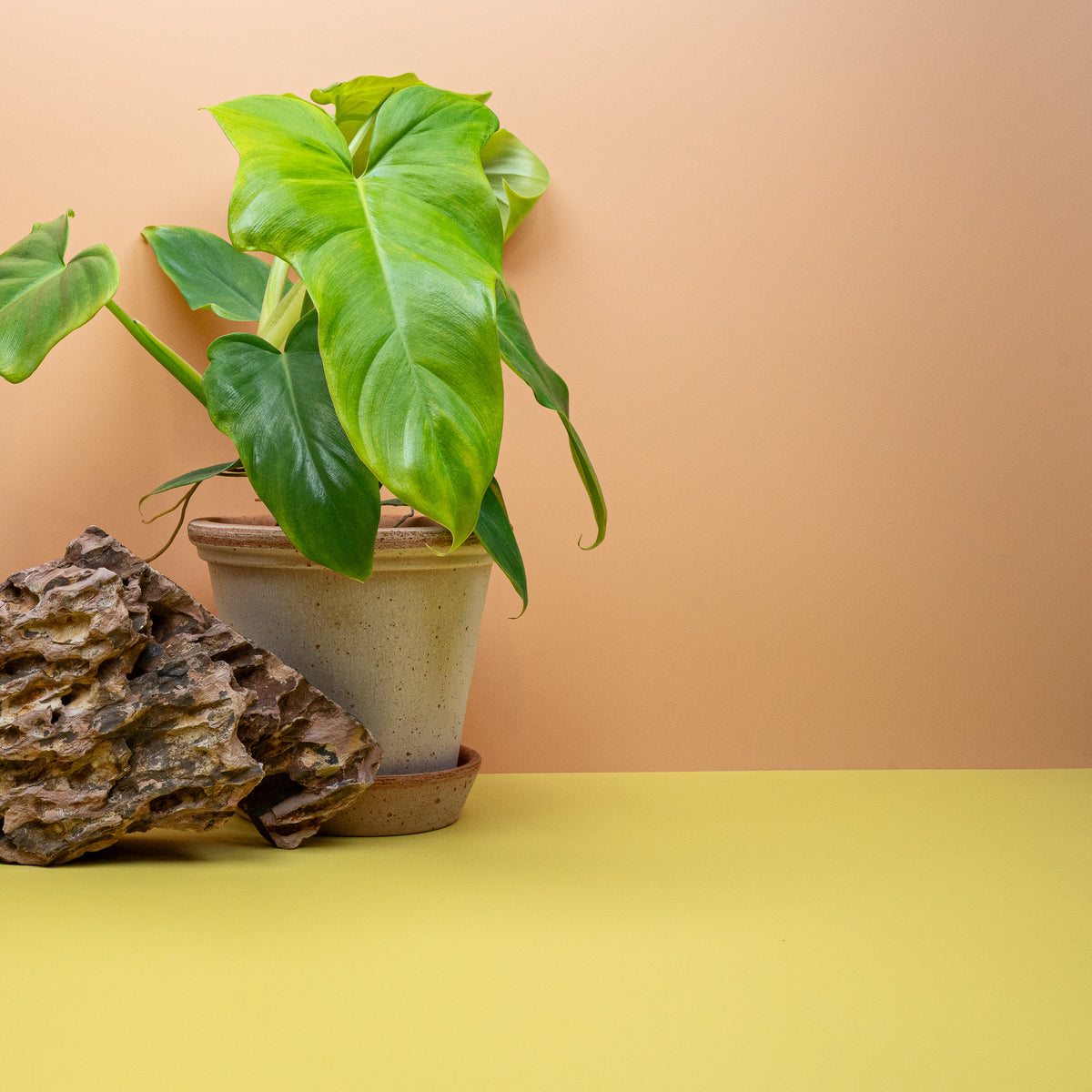 Philodendron Golden Violin in Größe M, junges Laub leuchtend gelbgrün – potflourri