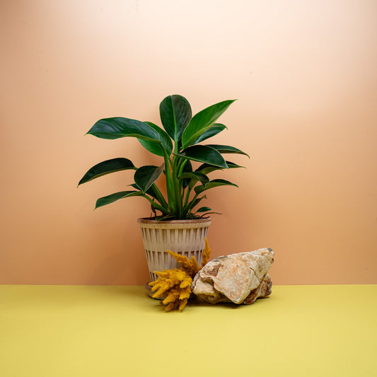 PHILODENDRON GREEN PRINCESS