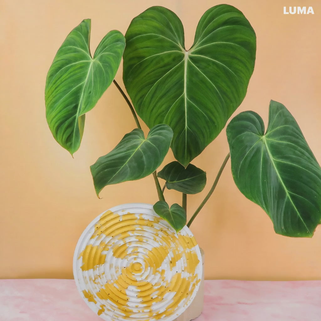 Philodendron Gloriosum mit markanten hellen Blattadern