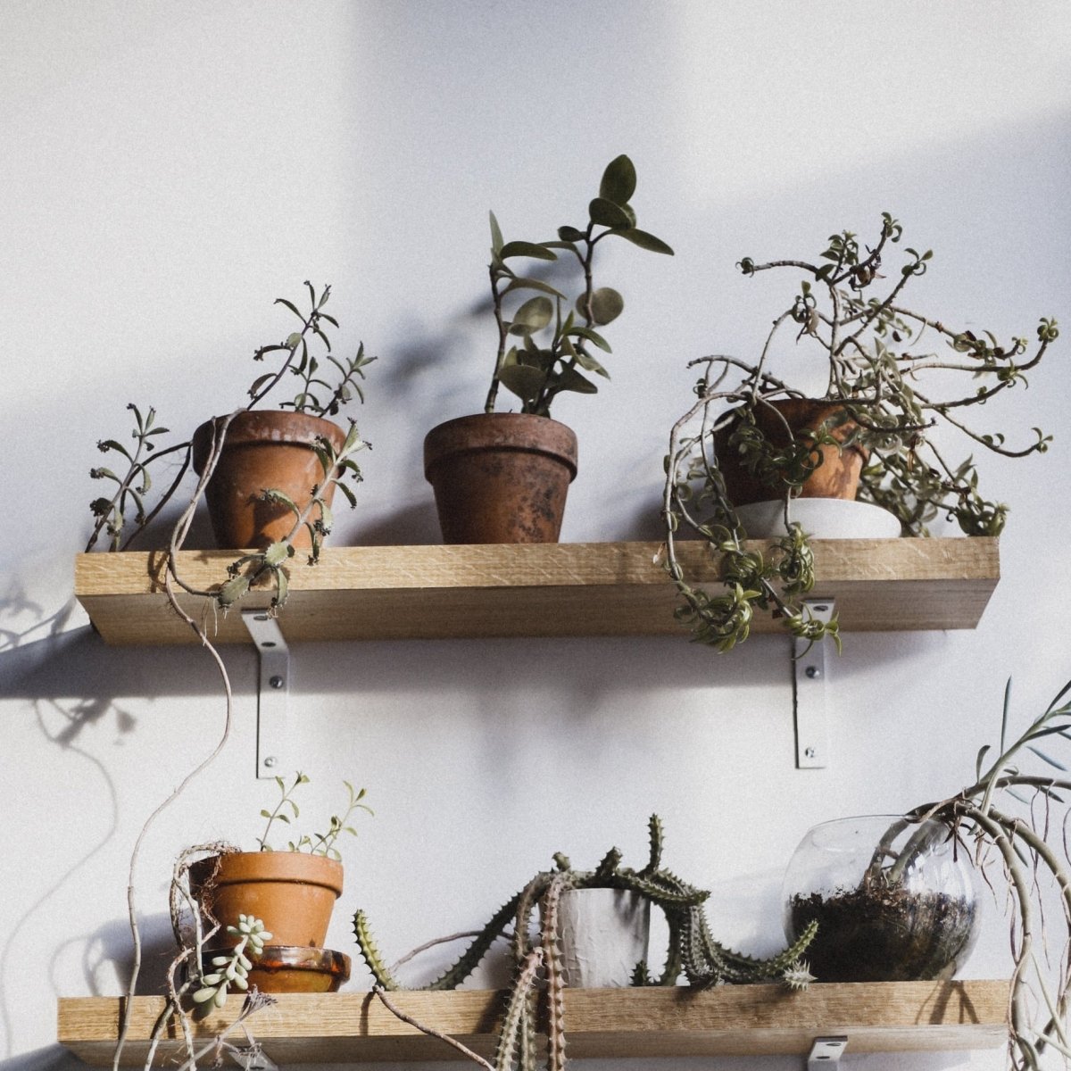 Sad Plant Set – Überraschungsset mit kleinen Pflanzen – potflourri