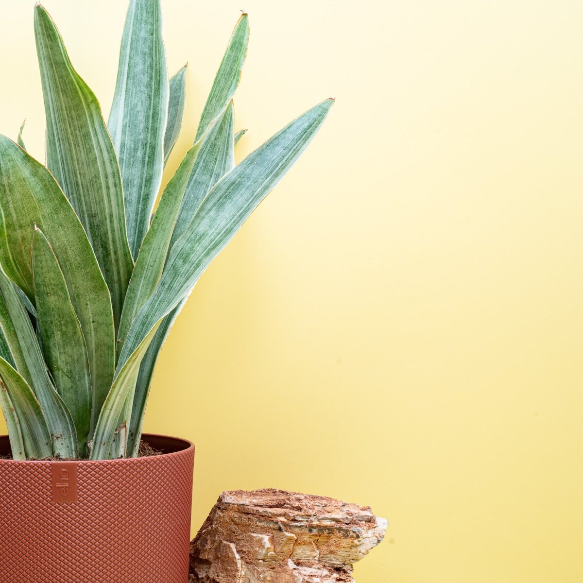 Sansevieria Aubrytiana Sayuri, breite Blattform im Detail