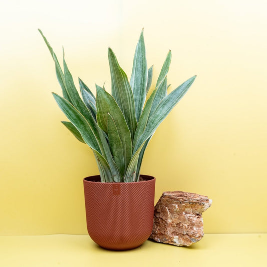 Sansevieria Aubrytiana Sayuri, silbrig-grüne Blätter – potflourri