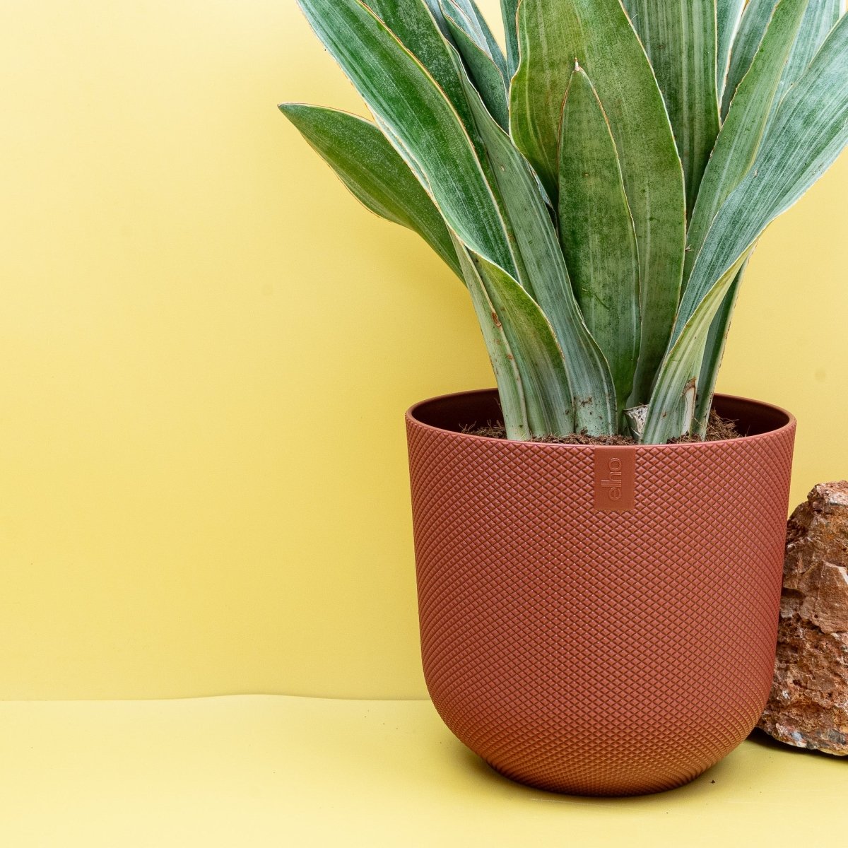 Sansevieria Aubrytiana Sayuri, kompakte aufrechte Wuchsform