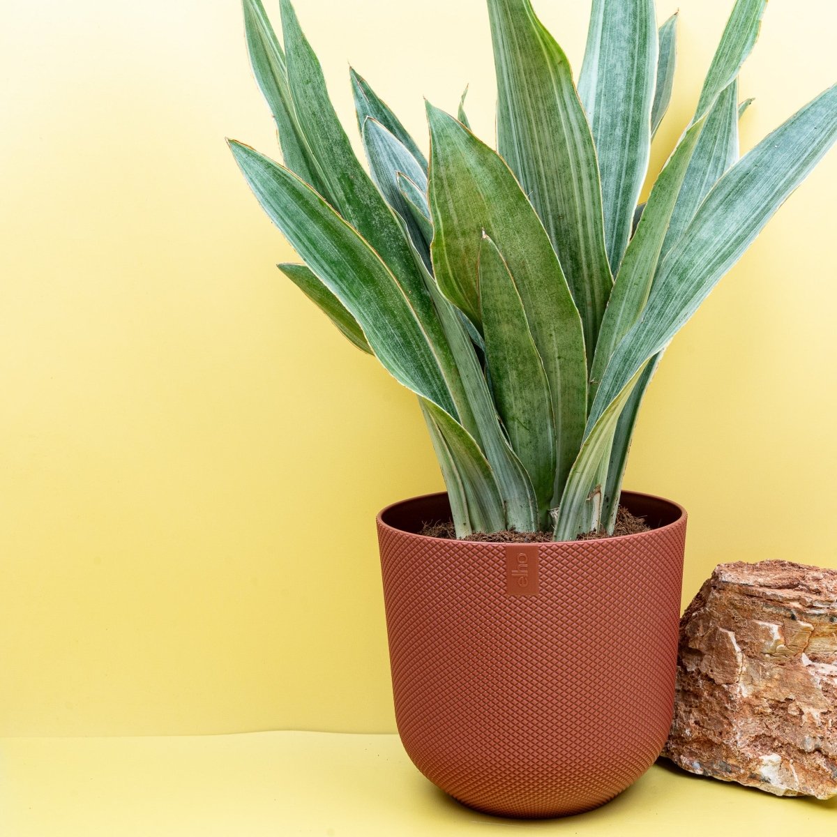 Sansevieria Aubrytiana Sayuri, Gesamtansicht der Pflanze