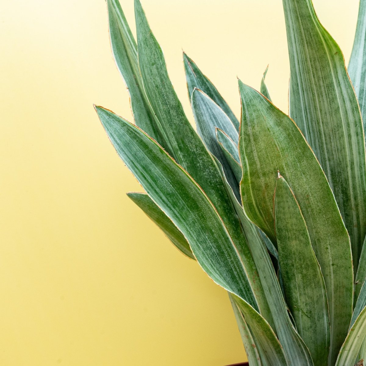 Sansevieria Aubrytiana Sayuri, minimalistische Optik