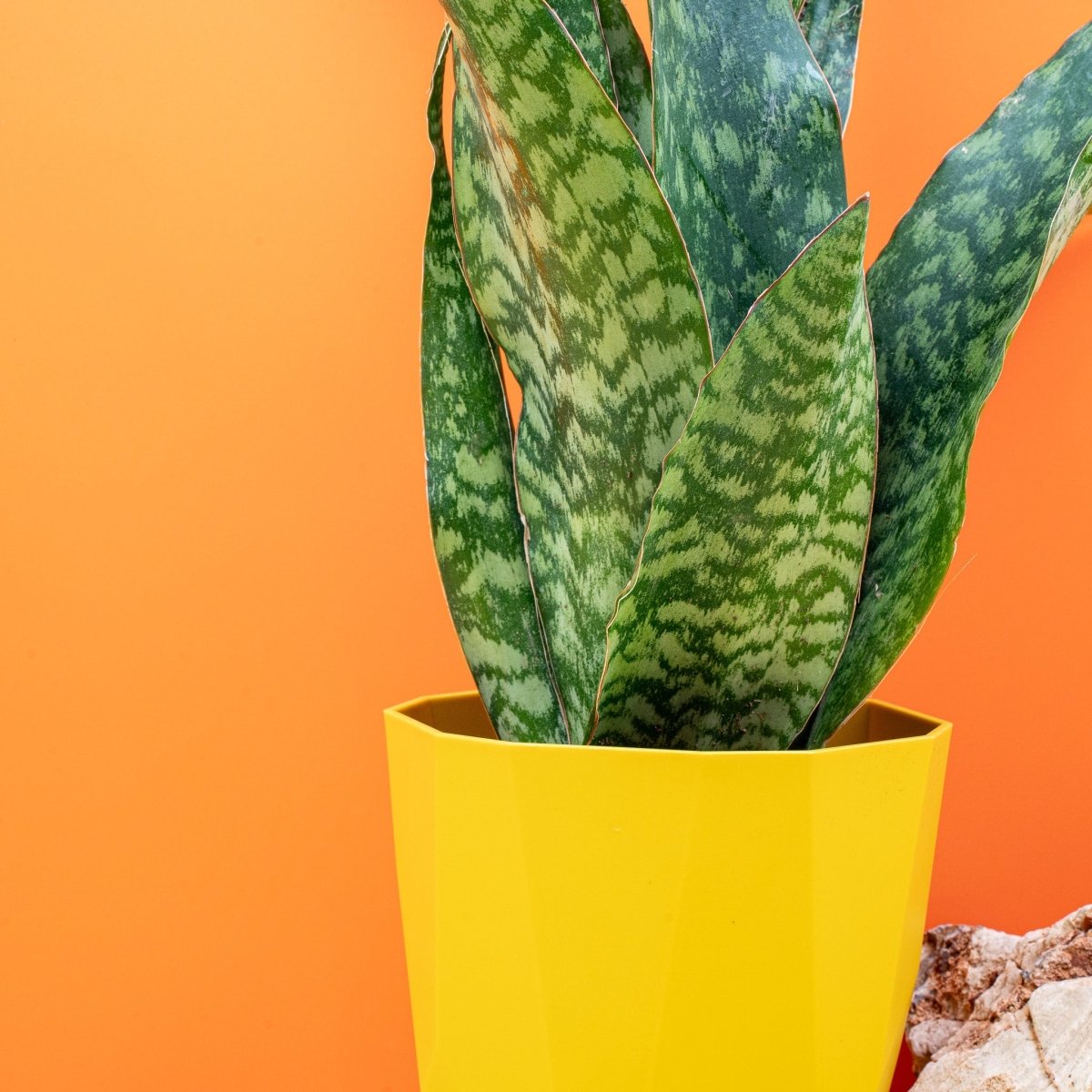 Sansevieria Aubrytiana Dragon, Blattstruktur im Detail