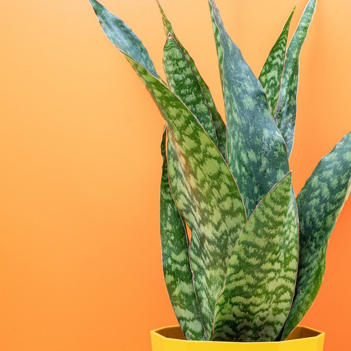 Sansevieria Aubrytiana Dragon mit wolkiger Blattzeichnung
