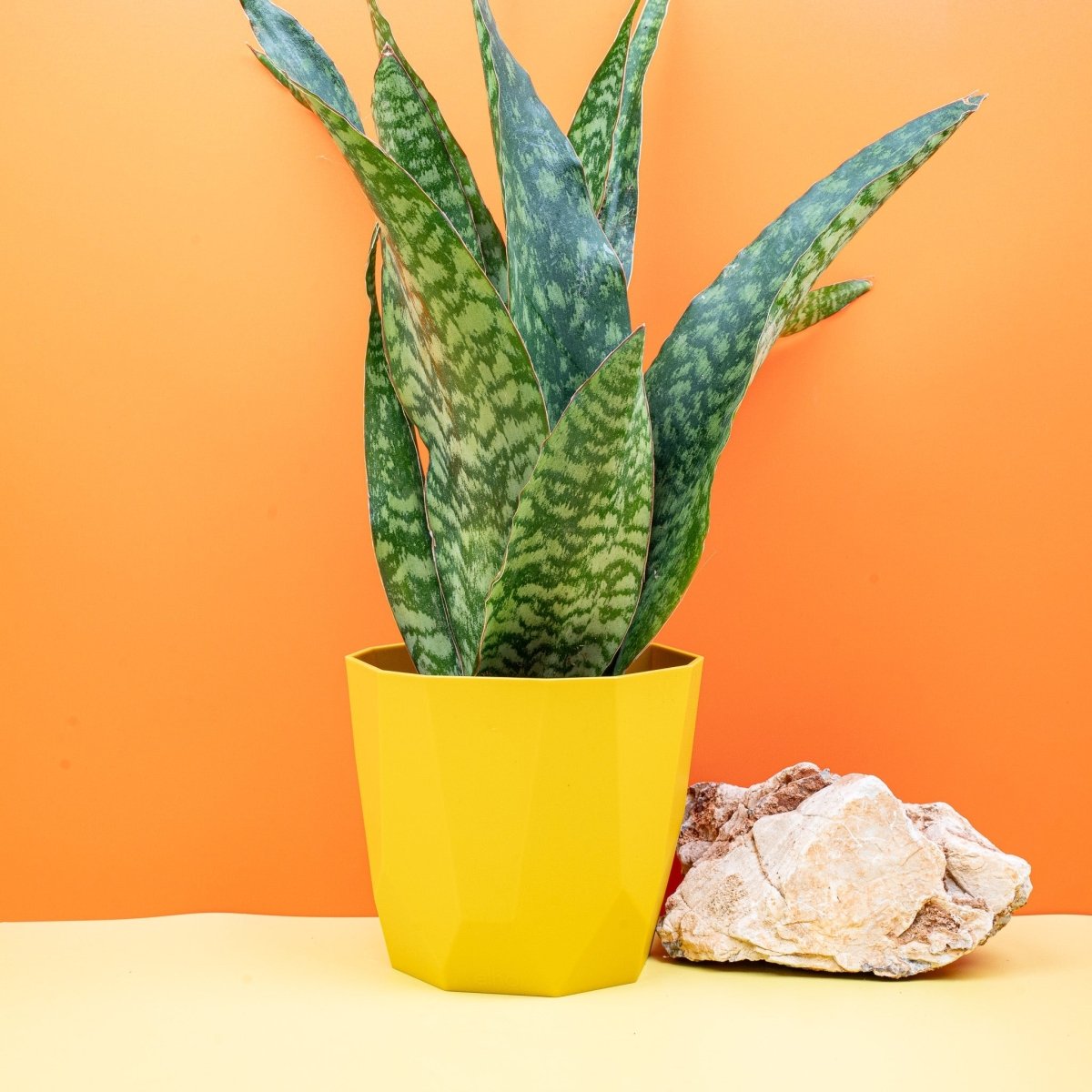 Sansevieria Aubrytiana Dragon, kompakte dichte Wuchsform