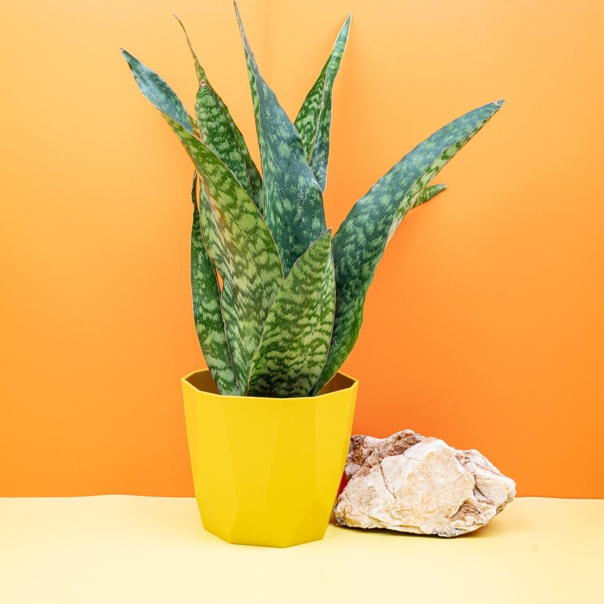 Sansevieria Aubrytiana Dragon, markante Formwirkung