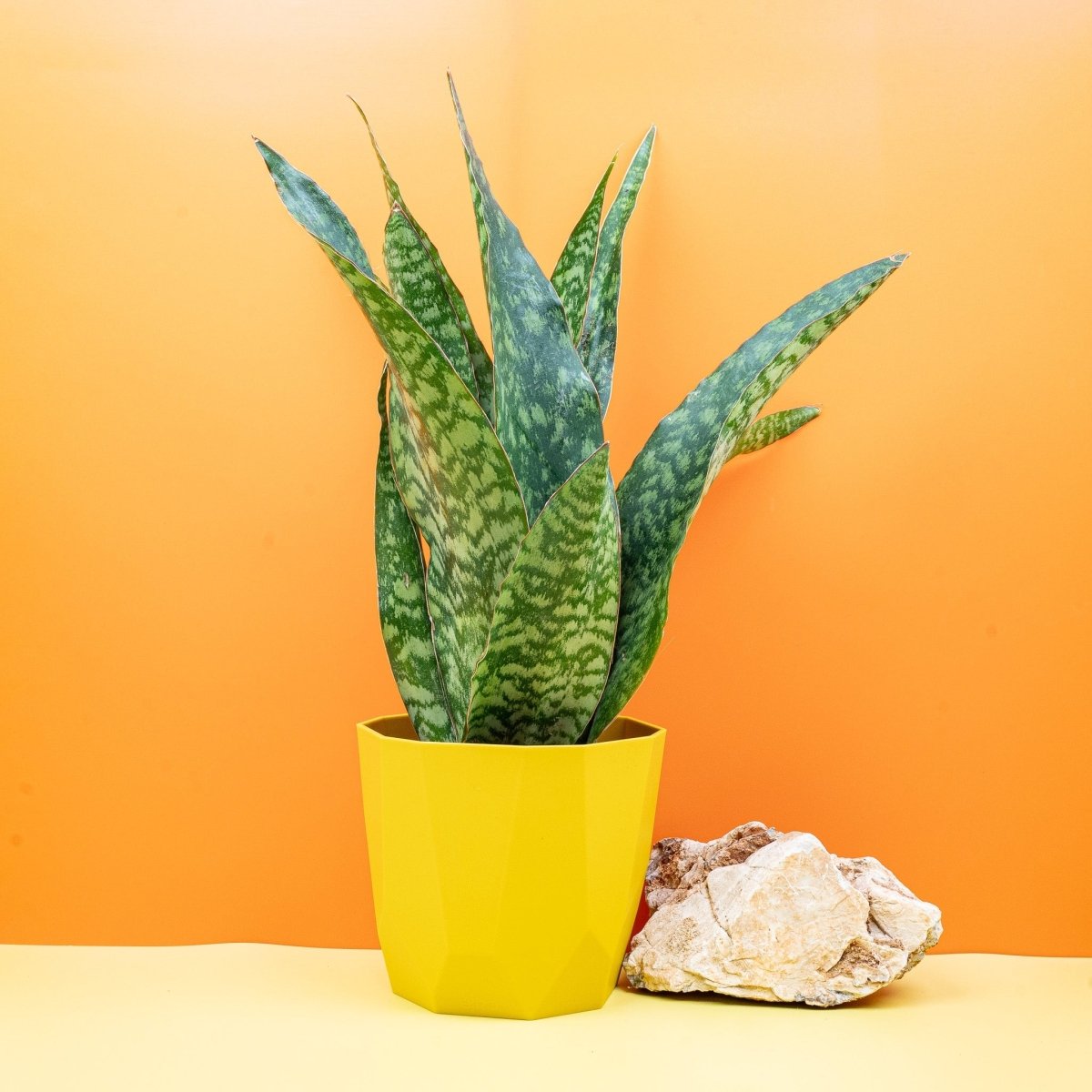 Sansevieria Aubrytiana Dragon, breite fächerartige Blätter – potflourri