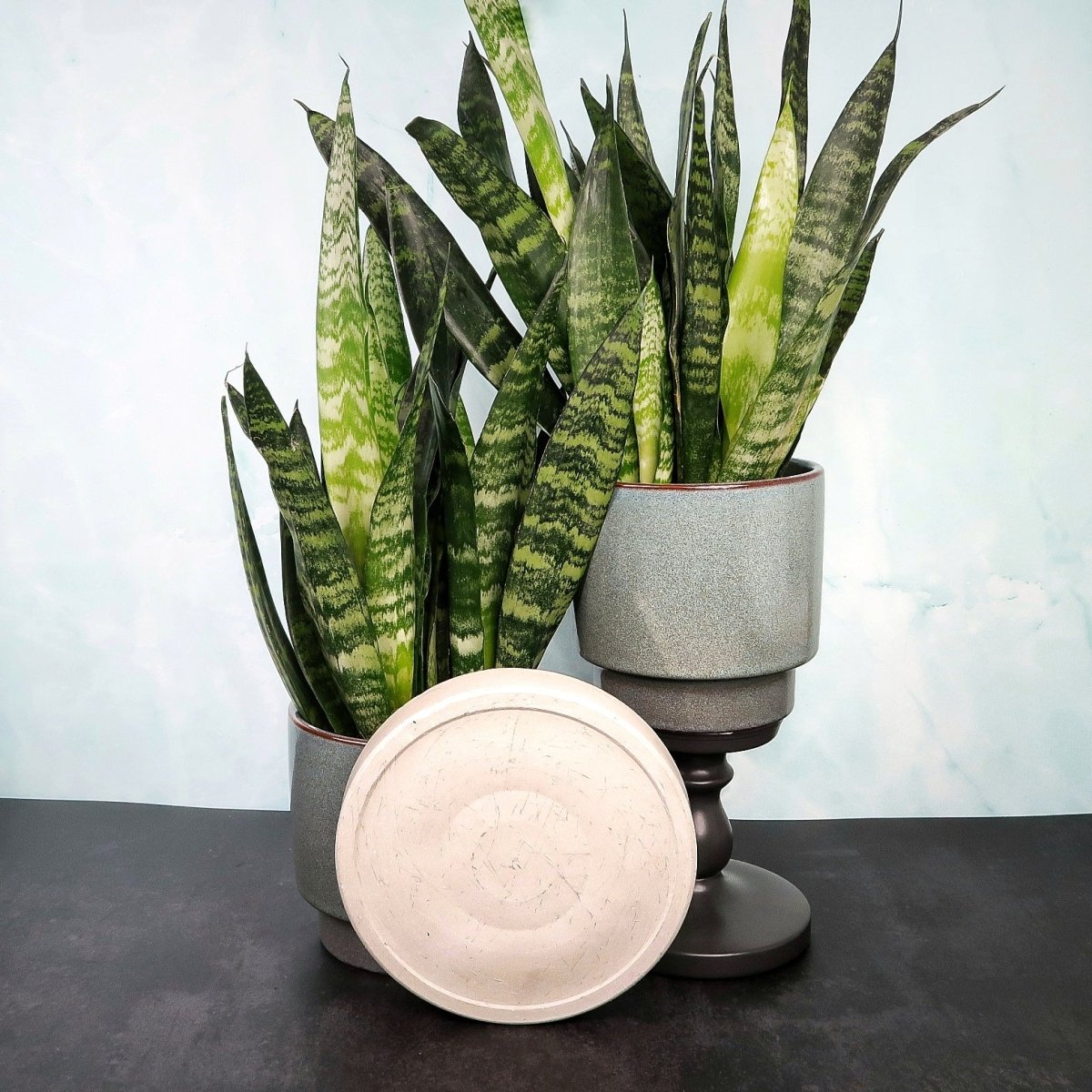 Sansevieria Black Coral – dunkler Bogenhanf – potflourri