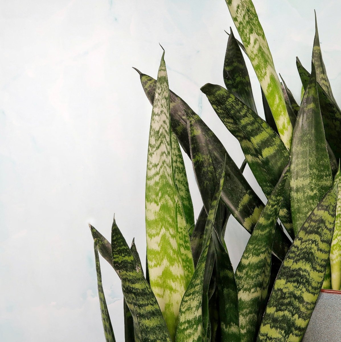 Sansevieria Black Coral mit silbrig-grauen Querstreifen