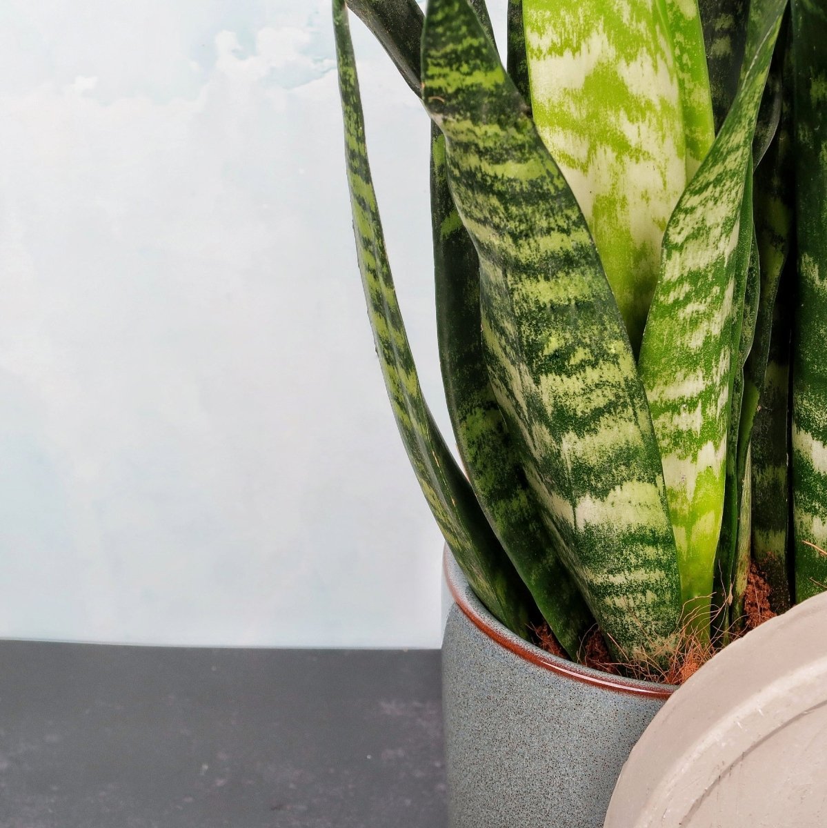 Sansevieria Black Coral, geradliniger Wuchs