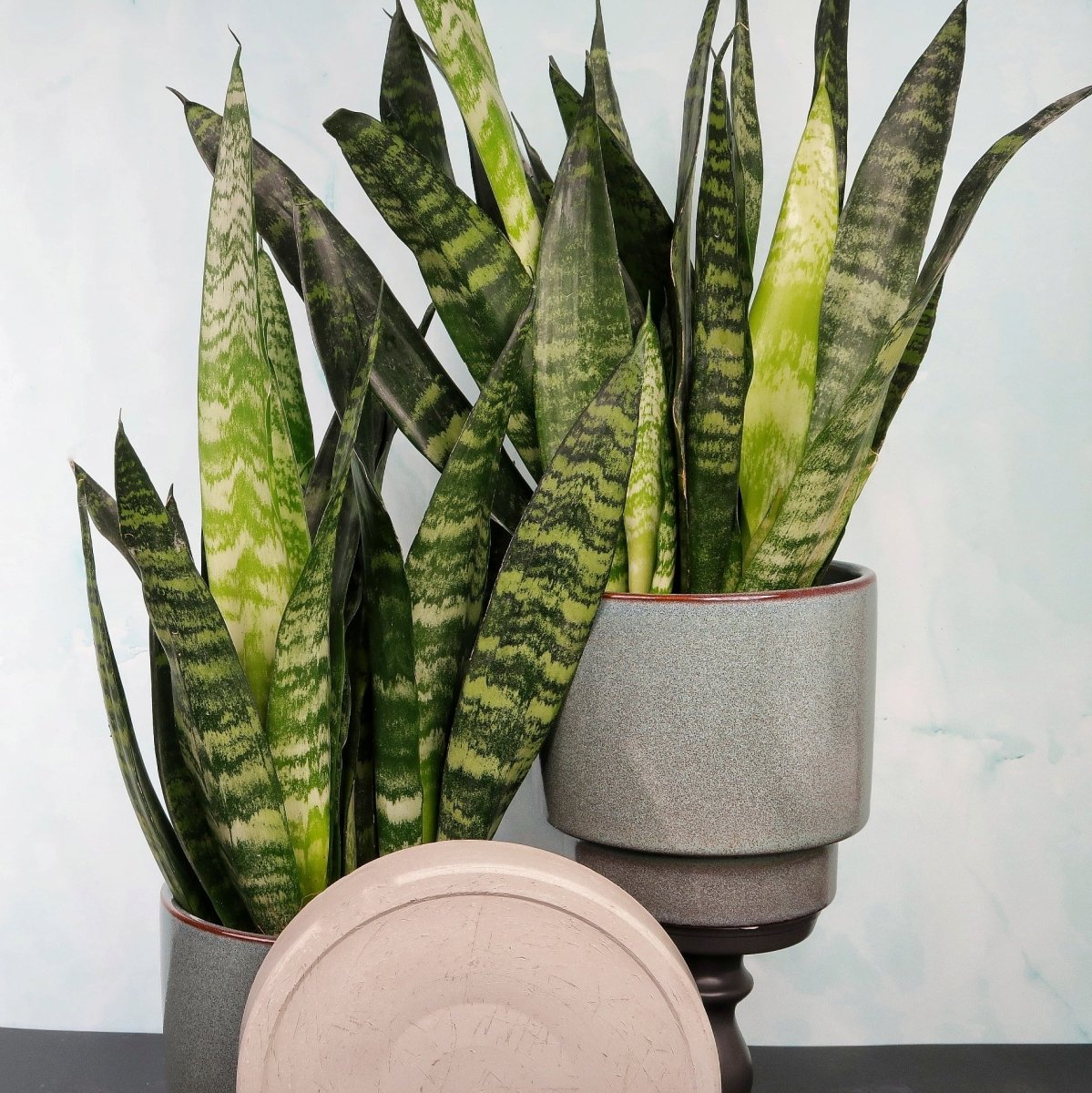 Sansevieria Black Coral – tiefdunkles Blattgrün