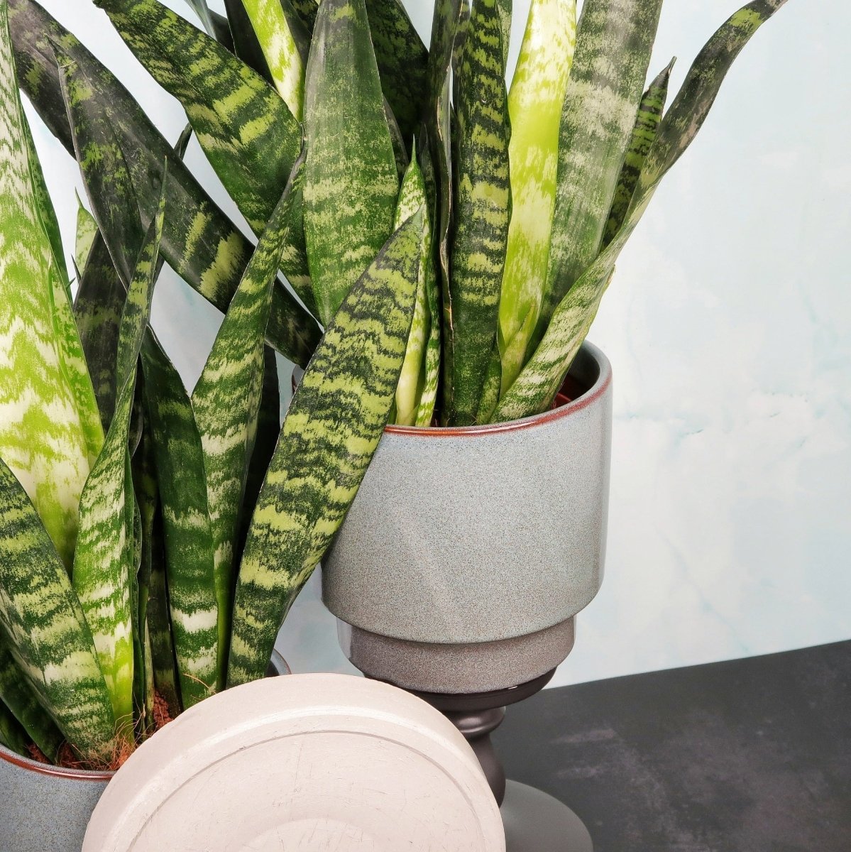Sansevieria Black Coral – aufrechte Blätter