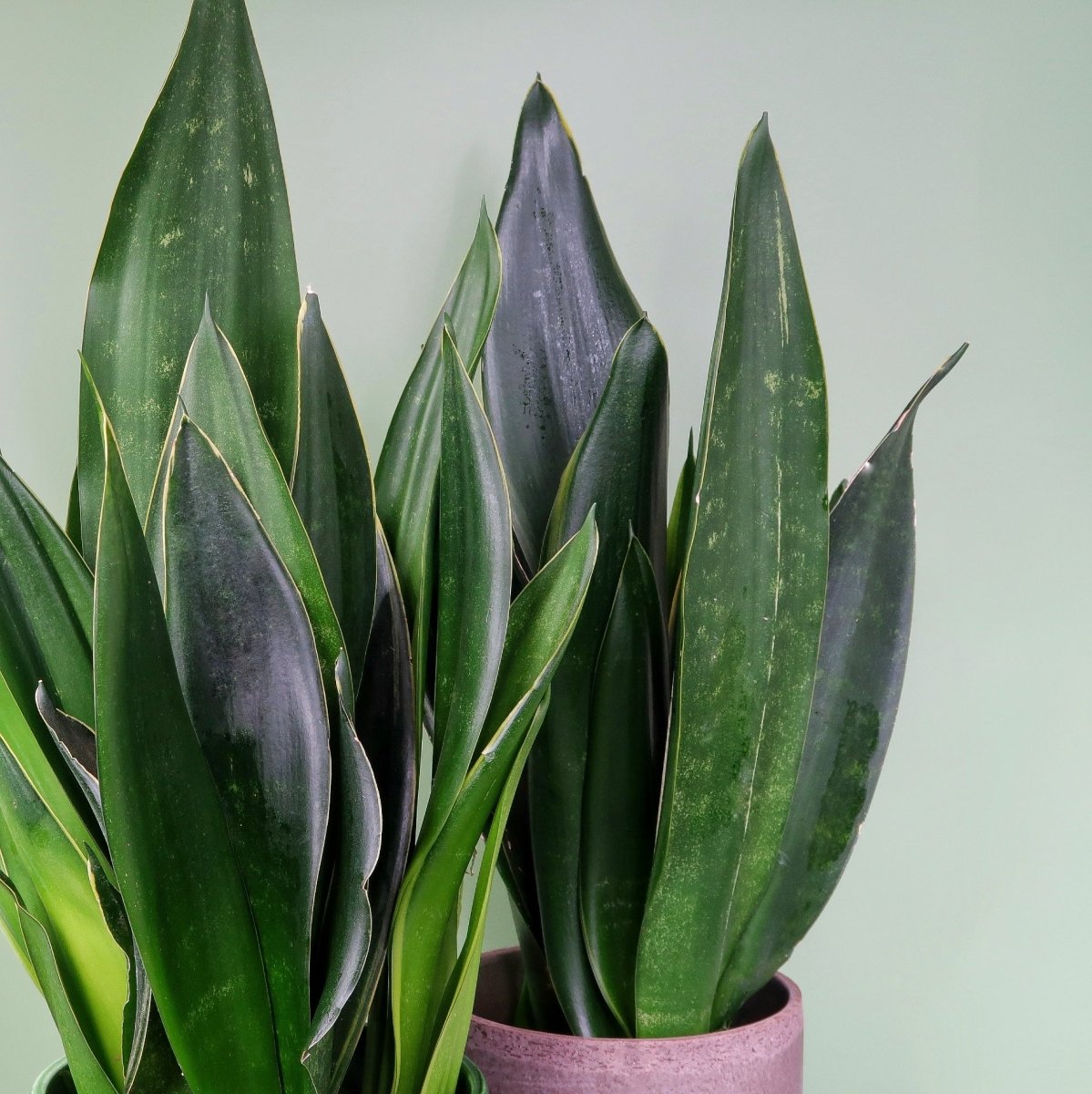 Sansevieria Black Diamond – moderne, edle Zimmerpflanze