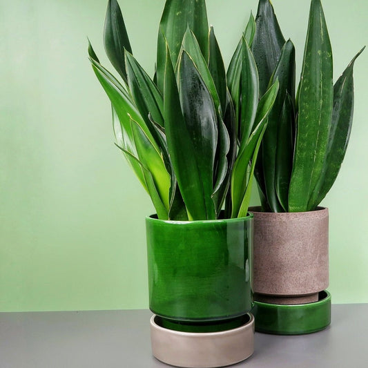 Sansevieria Black Diamond – Bogenhanf in Dunkelgrün – potflourri