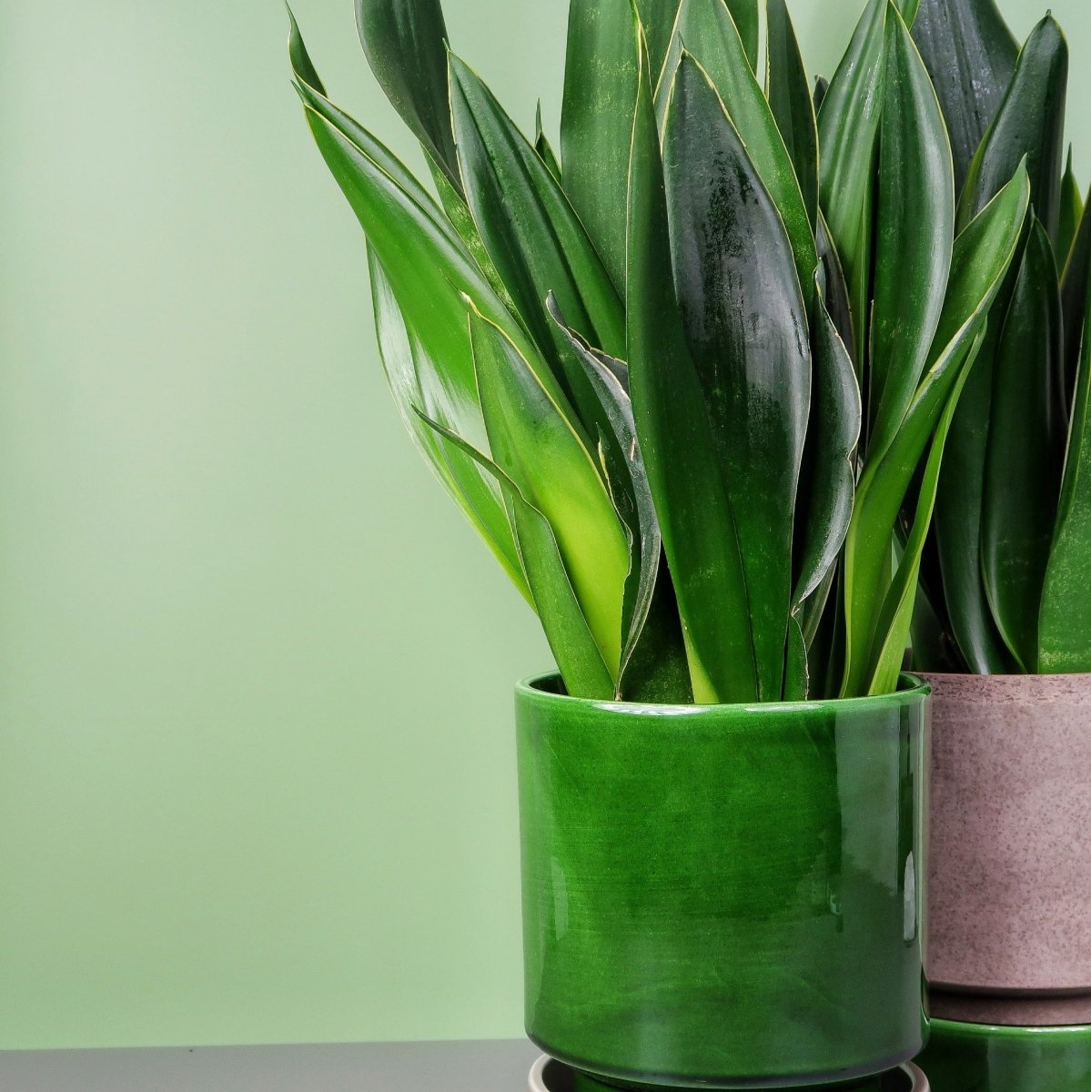 Sansevieria Black Diamond – aufrechter, kompakter Wuchs