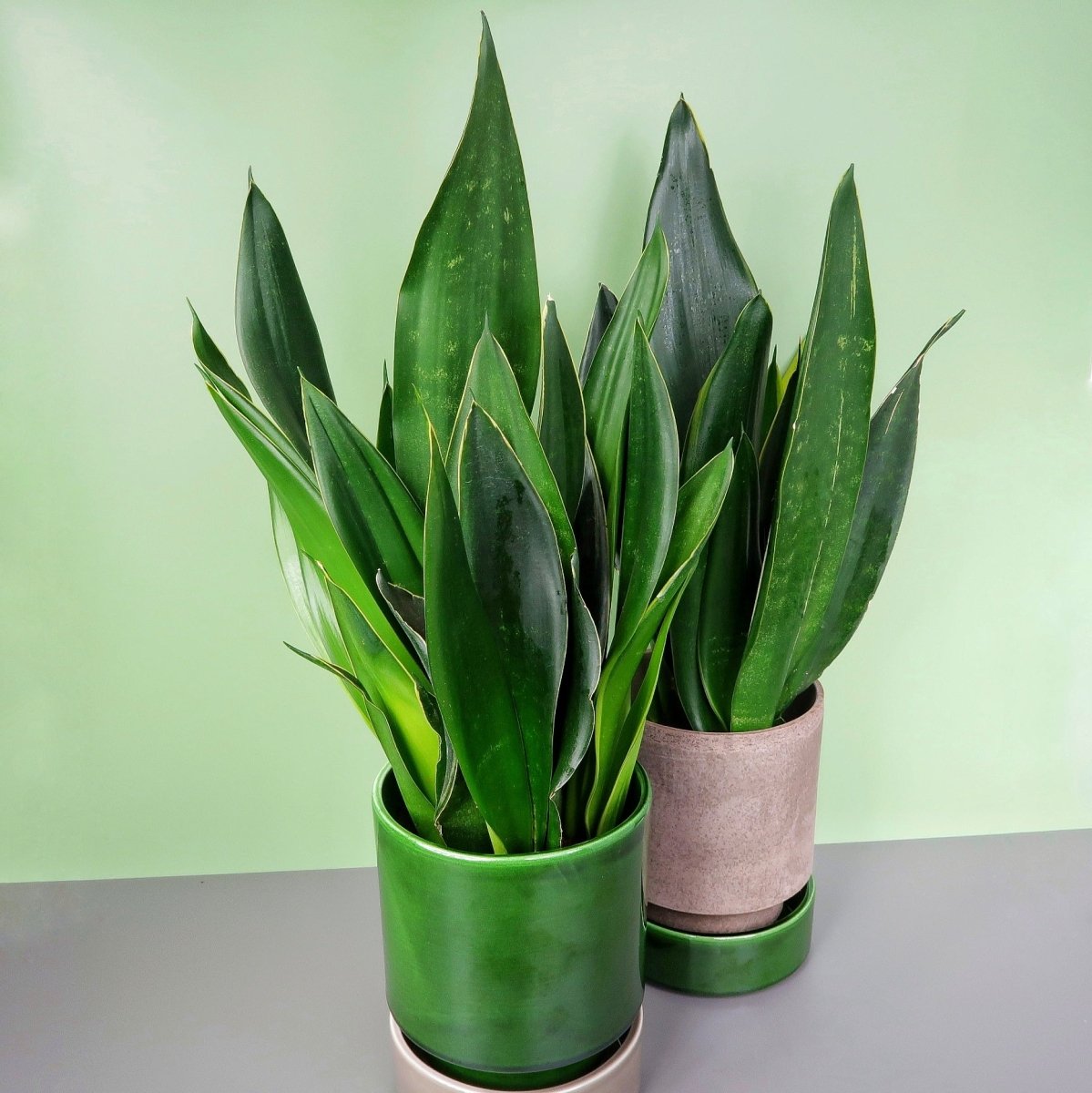 Sansevieria Black Diamond – glatte, glänzende Blattoberfläche