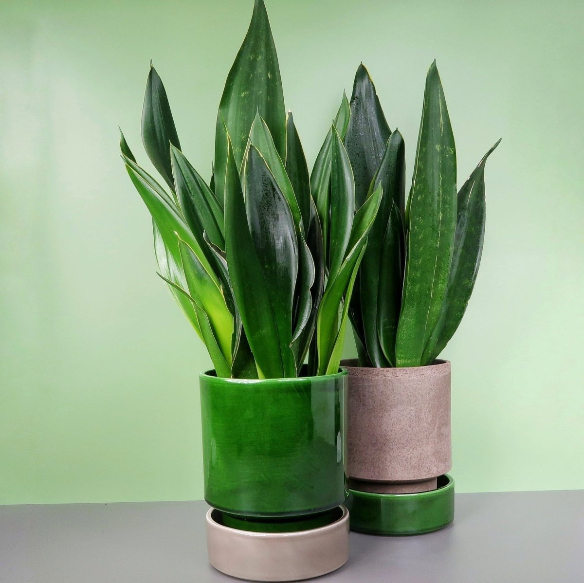Sansevieria Black Diamond – Bogenhanf in Dunkelgrün – potflourri