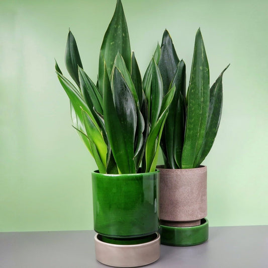 Sansevieria Black Diamond – Bogenhanf in Dunkelgrün – potflourri