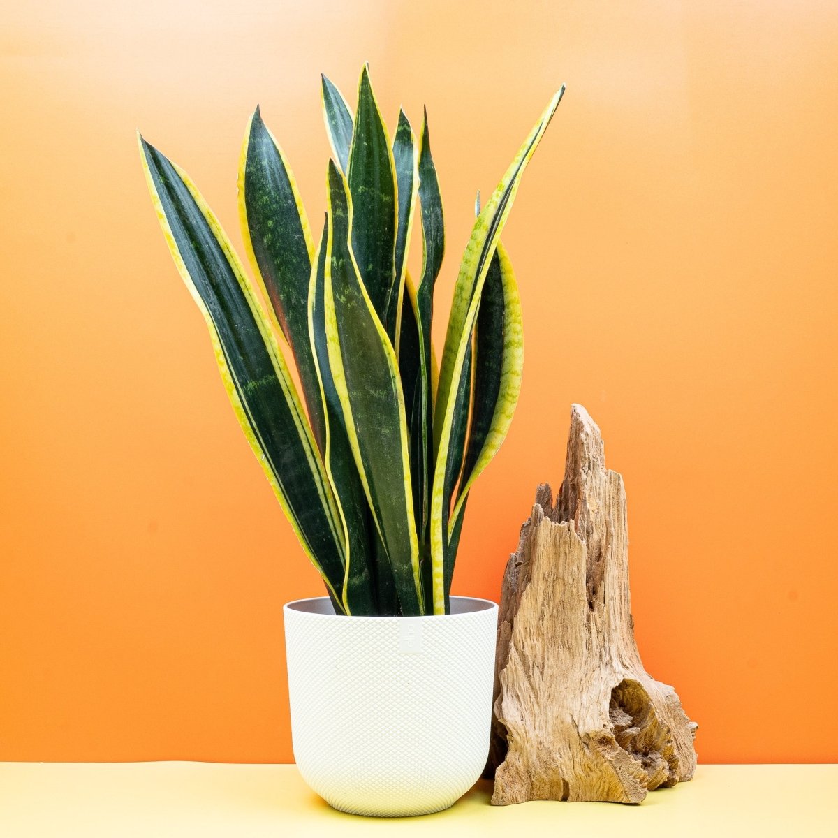 Sansevieria Black Gold, dunkelgrüne Blätter mit goldenen Rändern – potflourri