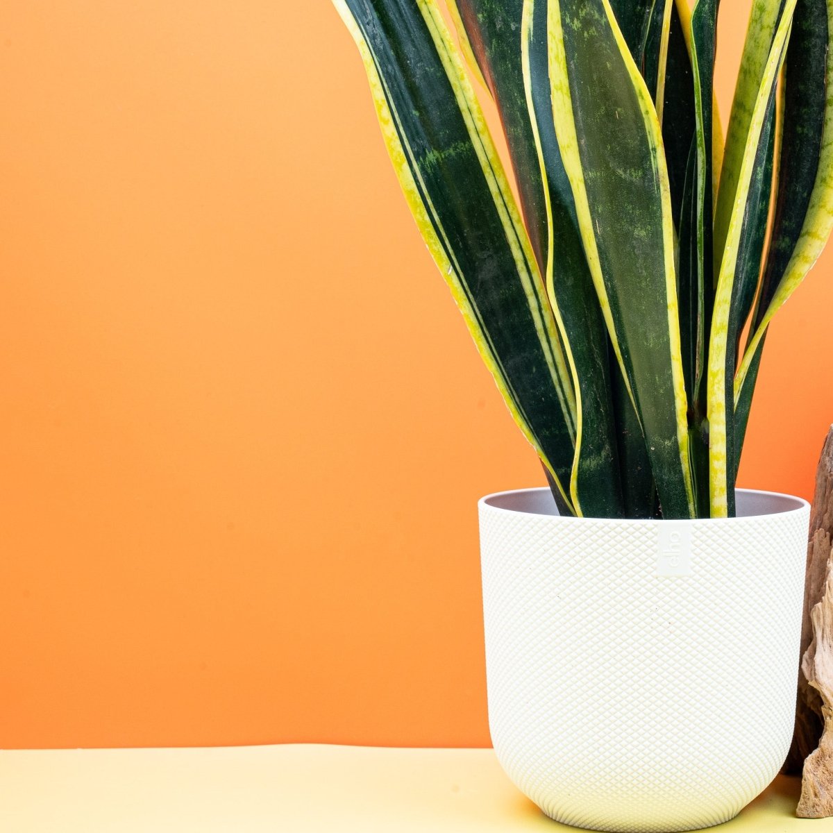 Sansevieria Black Gold, zweifarbige Blattstruktur im Detail