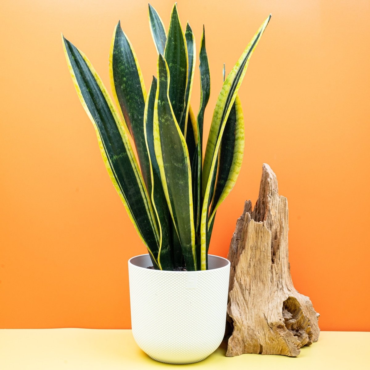 Sansevieria Black Gold, aufrechte Wuchsform