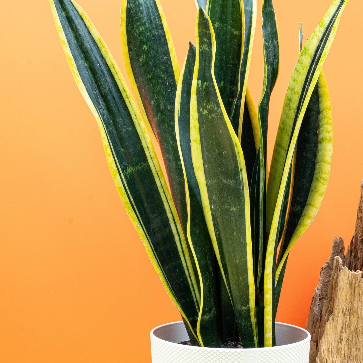 Sansevieria Black Gold, klassische Zimmerpflanze