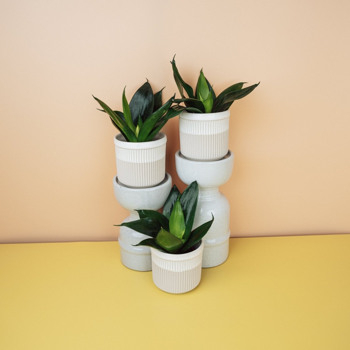 Sansevieria Black Hahnii, minimaler Pflegeaufwand