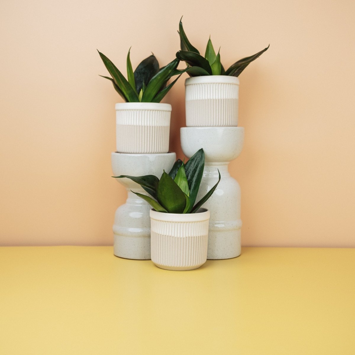 Sansevieria Black Hahnii – kompakter Bogenhanf mit dunklen Blättern – potflourri