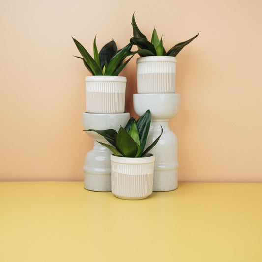 Sansevieria Black Hahnii – kompakter Bogenhanf mit dunklen Blättern – potflourri