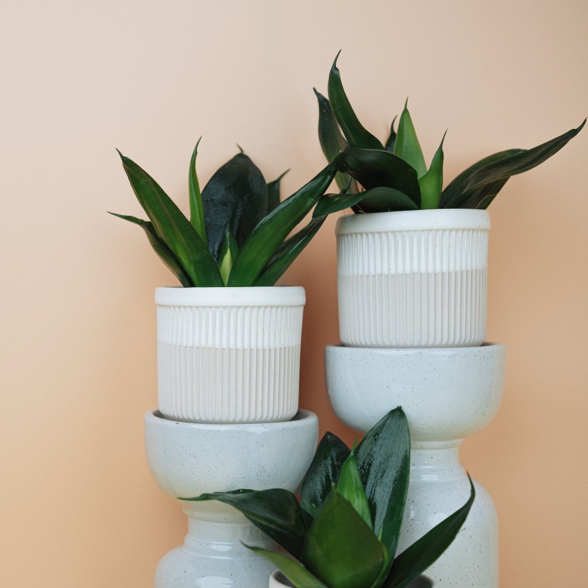 Sansevieria Black Hahnii, dunkle, fast schwarzgrüne Färbung