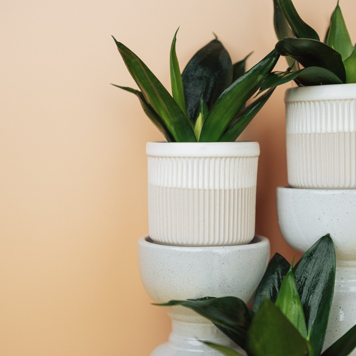 Sansevieria Black Hahnii, platzsparend für kleine Flächen
