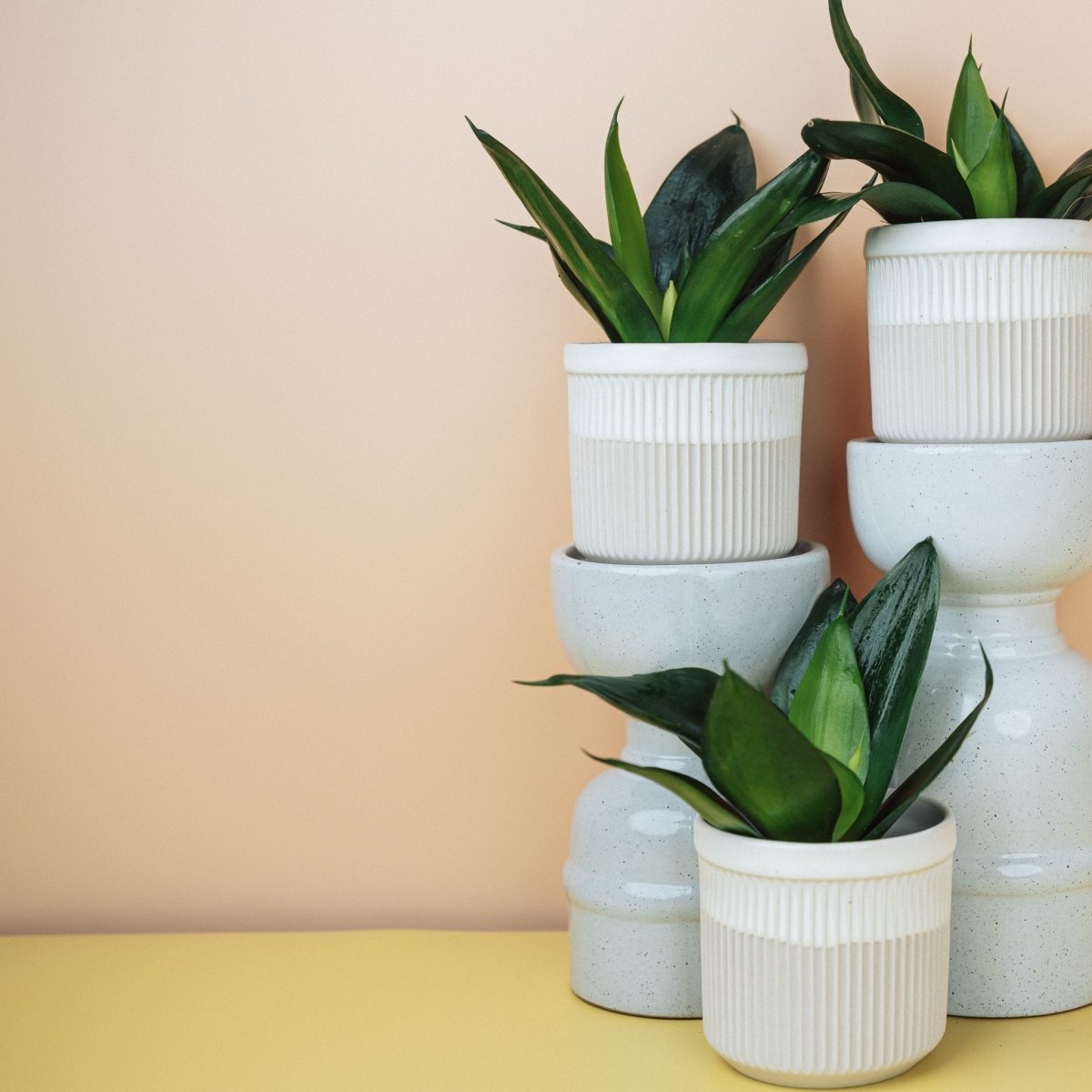 Sansevieria Black Hahnii – Bogenhanf mit dunkler Blattrosette – potflourri