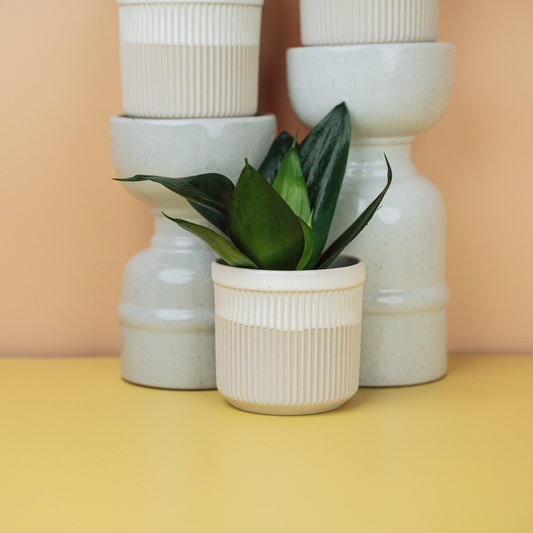 Sansevieria Black Hahnii – kompakter Bogenhanf mit dunklen Blättern – potflourri
