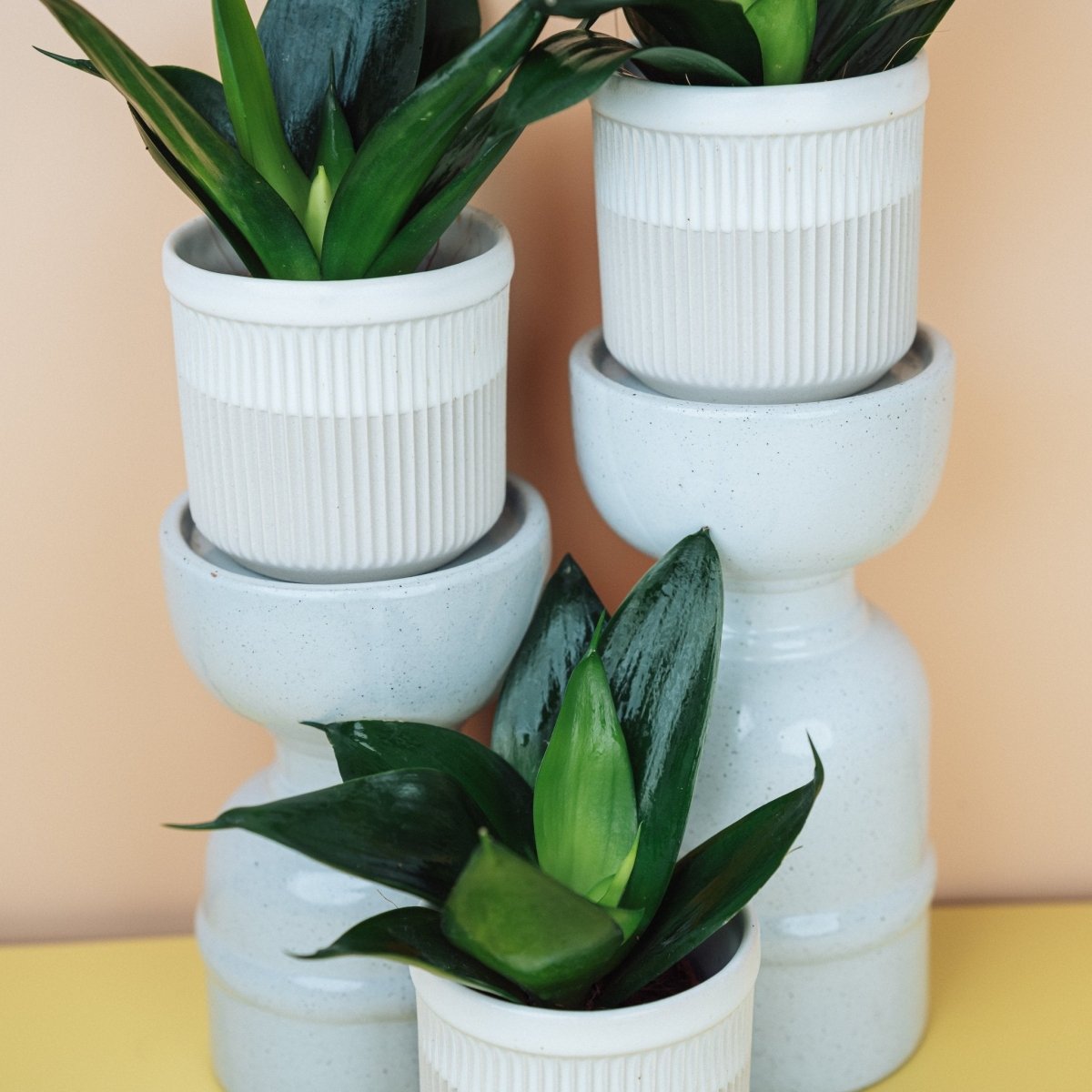 Pflegeleichte Sansevieria Black Hahnii in Größe XS oder S, niedrige Zimmerpflanze