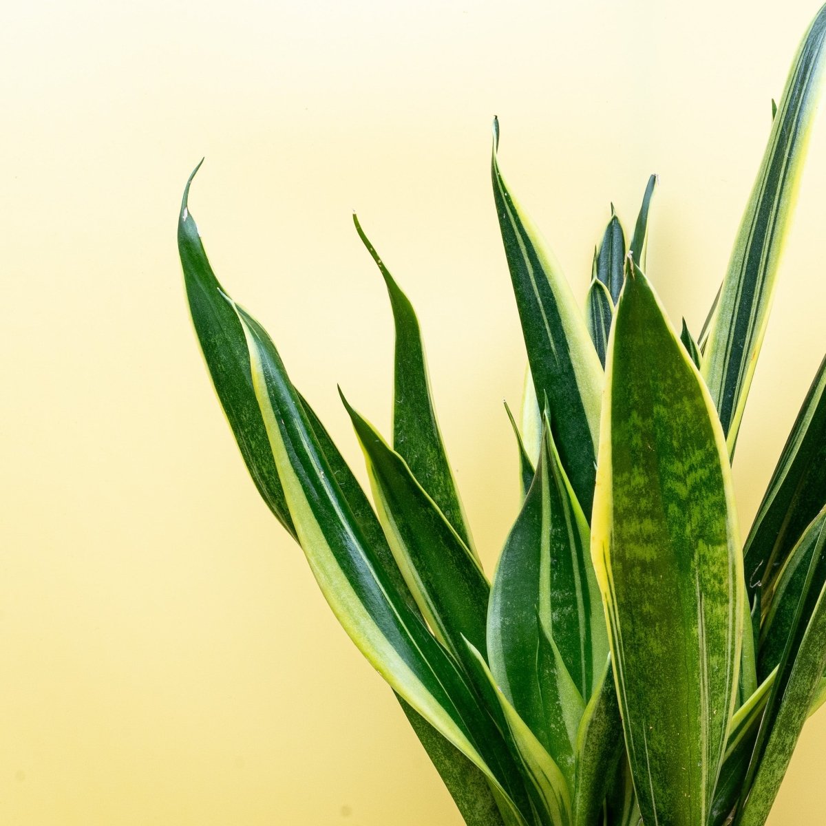 Sansevieria Canary, junges Blatt im Wachstum
