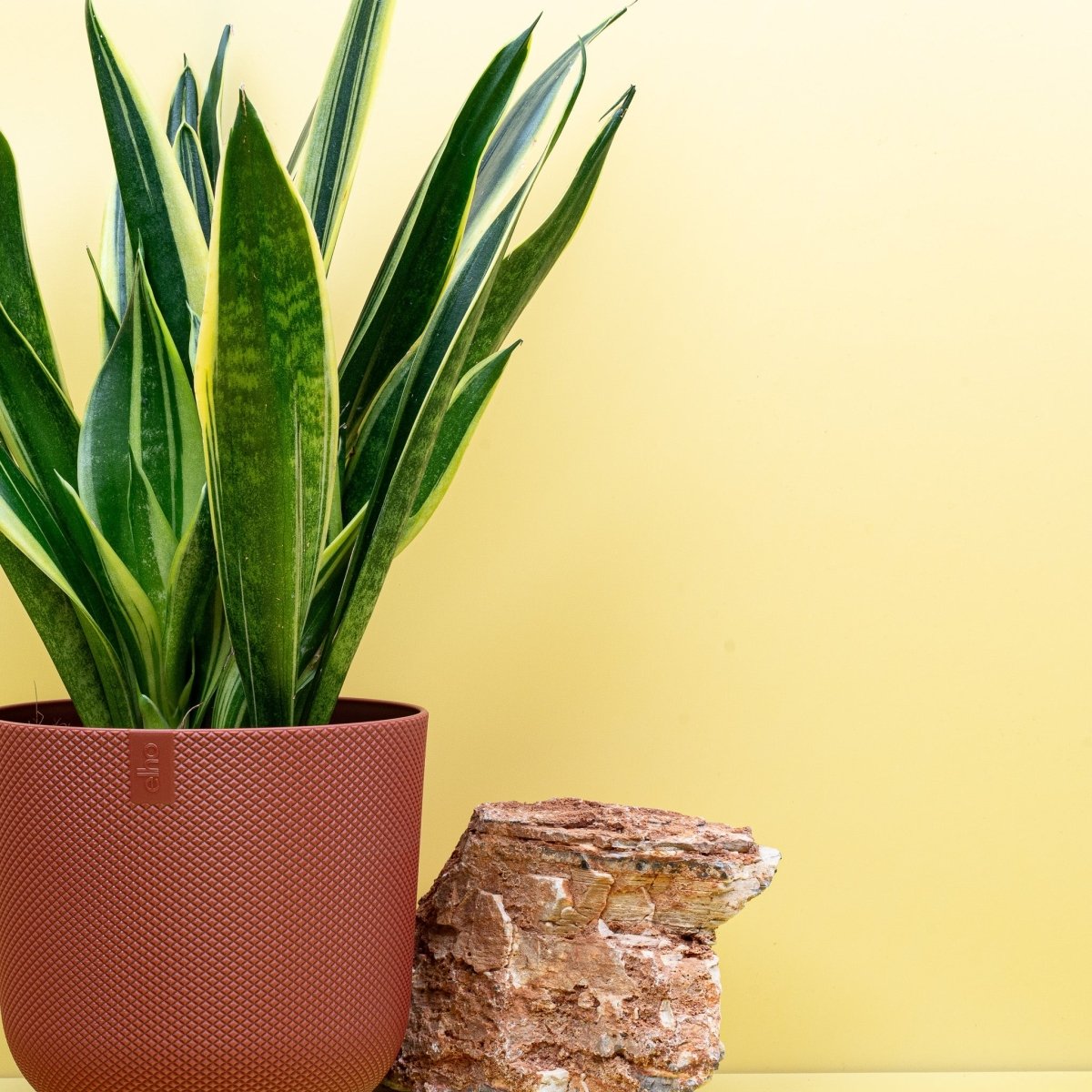 Sansevieria Canary, feine Blattzeichnung im Detail