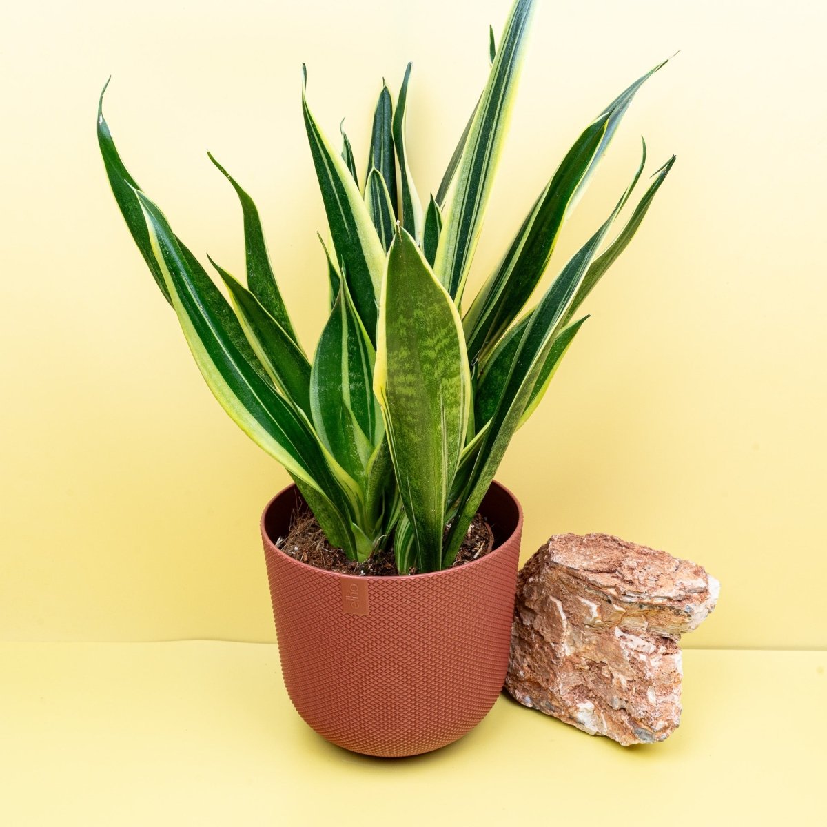 Sansevieria Canary, Gesamtansicht der Pflanze