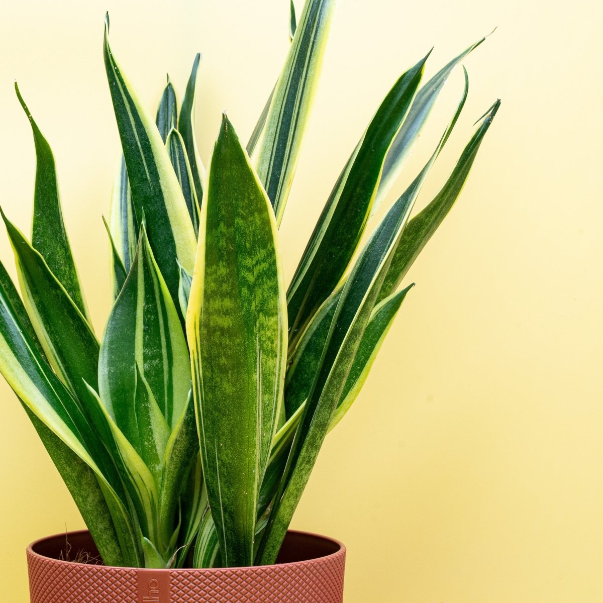 Sansevieria Canary, moderne Bogenhanf-Variante