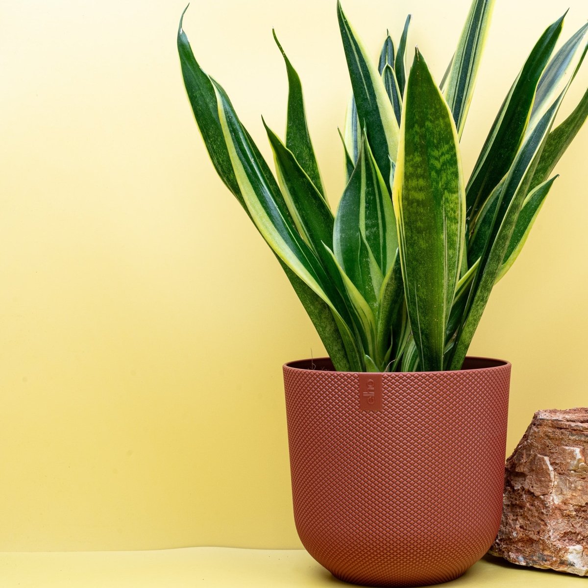 Sansevieria Canary mit klarer aufrechter Form