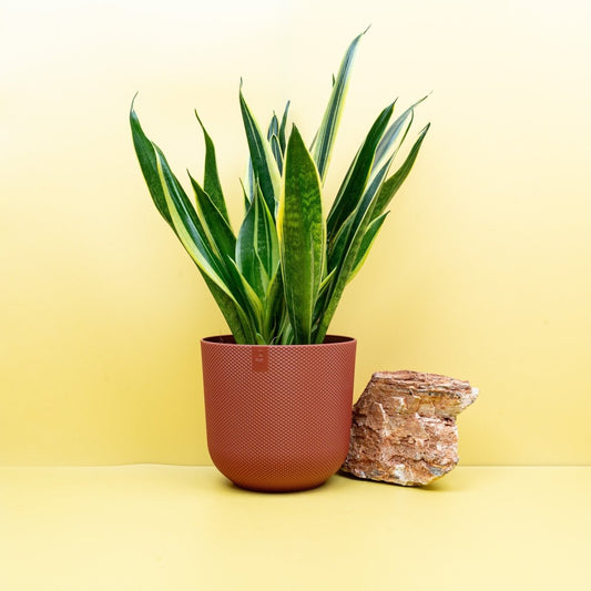 Sansevieria Canary, hellgrün-gelbe Blätter – potflourri